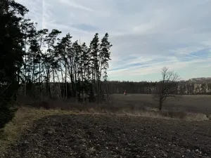 Prodej lesa, Klatovy, 8497 m2