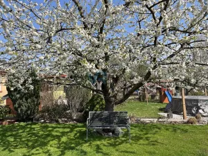 Prodej rodinného domu, Planá, 150 m2
