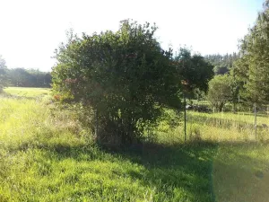 Prodej zahrady, Město Albrechtice - Burkvíz, 694 m2