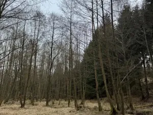 Prodej lesa, Mrákov, 34704 m2