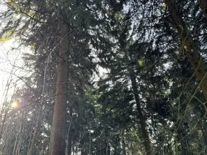Prodej lesa, Liberec, 14111 m2