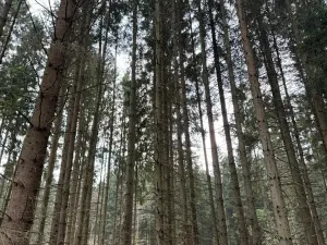 Prodej lesa, Žimutice, 2720 m2