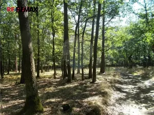 Prodej lesa, Vážany, 15368 m2