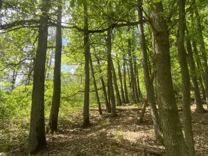 Prodej lesa, Silůvky, 1739 m2