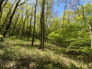 Prodej lesa, Silůvky, 521 m2