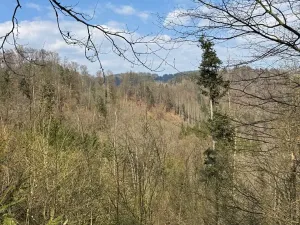Prodej podílu lesa, Železný Brod, 5530 m2