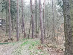 Prodej lesa, Petrov, 23078 m2