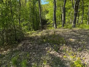 Prodej lesa, Hradčovice, 2504 m2
