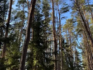 Prodej lesa, Slabčice, 744 m2
