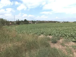 Prodej pozemku pro bydlení, Polepy, 5853 m2