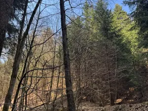 Prodej lesa, Železný Brod, 4901 m2
