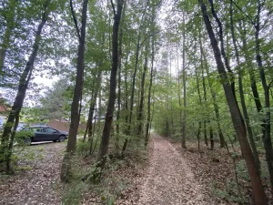 Prodej lesa, Vráž, 3233 m2
