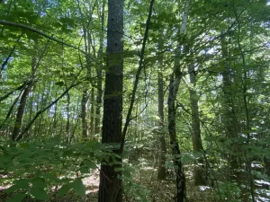 Prodej lesa, Svébohov, 239 m2