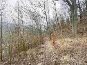 Dražba louky, Ryjice, 3310 m2