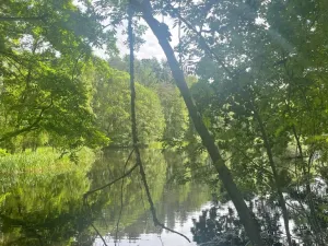 Prodej rybníku, Chlum u Třeboně - Žíteč, 130000 m2