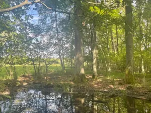 Prodej rybníku, Chlum u Třeboně - Žíteč, 130000 m2