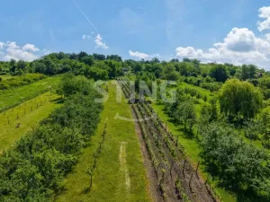 Prodej sadu/vinice, Strážnice, 4353 m2