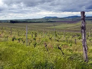 Prodej sadu/vinice, Novosedly, 5537 m2