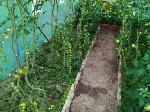 Prodej zahrady, Světlá Hora - Světlá, 350 m2