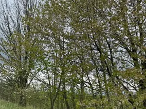 Prodej lesa, Bukovina u Čisté, 12070 m2