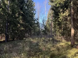 Prodej lesa, Vlastiboř, 3491 m2