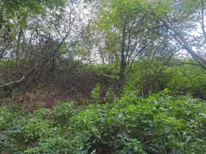 Prodej lesa, Srubec, 364 m2