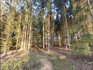 Prodej lesa, Přáslavice, 2463 m2
