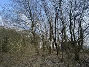 Prodej louky, Městečko Trnávka - Lázy, 1158 m2