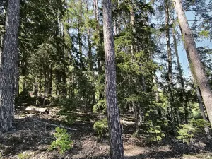 Prodej lesa, Nemile, 3224 m2