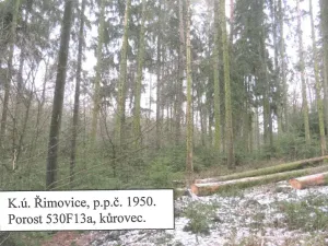 Prodej lesa, Řimovice, 522 m2