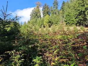 Prodej lesa, Zlín, Modřínová, 152613 m2