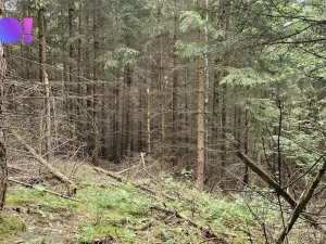 Prodej lesa, Huslenky, 6240 m2
