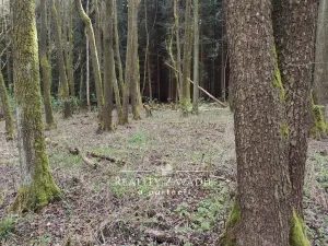 Prodej lesa, Sedlec-Prčice - Sušetice, 8504 m2