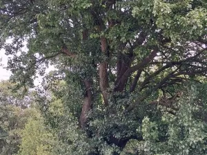 Prodej lesa, Rožmitál pod Třemšínem, 3871 m2