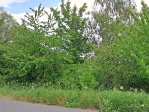 Prodej lesa, Rožmitál pod Třemšínem, 3871 m2