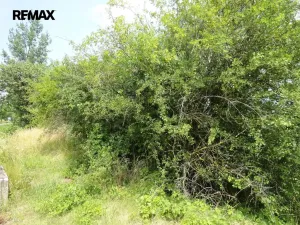Prodej lesa, Rožmitál pod Třemšínem, 3871 m2