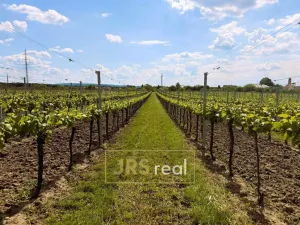 Prodej pozemku, Březí, 3474 m2
