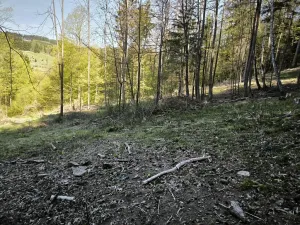 Prodej podílu lesa, Zděchov, 5288 m2