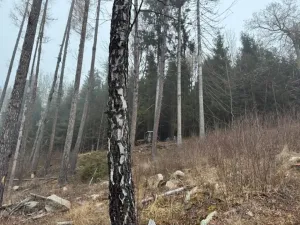 Prodej lesa, Vacov, 24200 m2