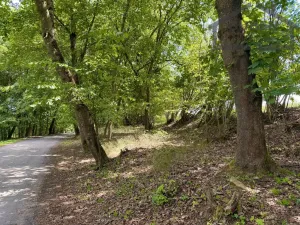 Prodej pozemku pro bydlení, Planá - Kříženec, 4165 m2
