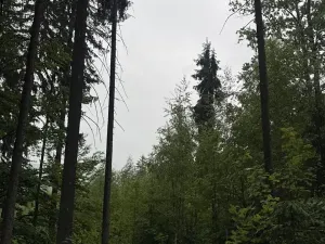 Prodej podílu lesa, Velké Hamry, 1819 m2