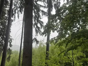 Prodej podílu lesa, Velké Hamry, 1819 m2