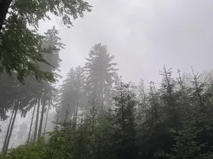 Prodej podílu lesa, Velké Hamry, 1819 m2