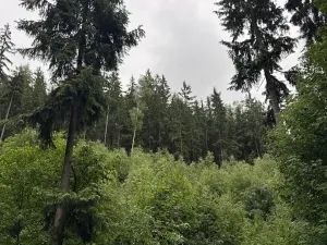 Prodej podílu lesa, Velké Hamry, 1819 m2
