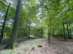 Prodej lesa, Olbramice, 2070 m2