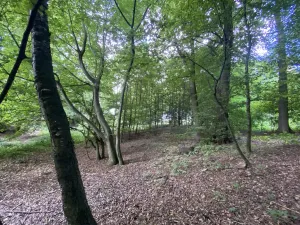 Prodej lesa, Olbramice, 2070 m2