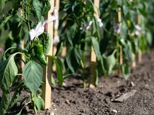 Prodej rodinného domu, Vysoké Veselí, Na Vinici, 112 m2
