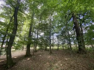 Prodej lesa, Olbramice, 4170 m2