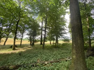 Prodej lesa, Olbramice, 4170 m2