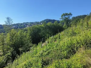 Prodej lesa, Benešov u Semil, 4922 m2